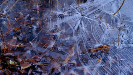 The first thin ice on a forest lake. Fallen leaves of trees under the ice.