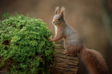 Cute red squirrel