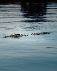 Crocodile Africa 