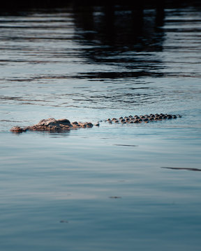 Crocodile Africa © Zerak