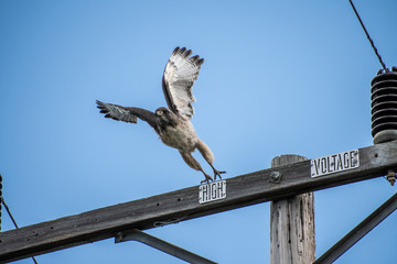 A large red tailed hawk sitting on a power pole searching for prey below