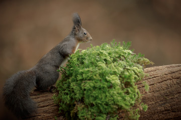 A foraging squirrel