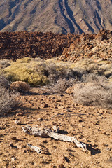 Teide National Park on Tenerife, Canary Islands, Spain.