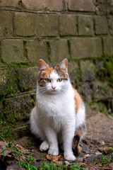 Homeless animals live in basements. Wild City cats, cats.