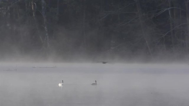 common goldeneye, bucephala clangula, Czech Republic
