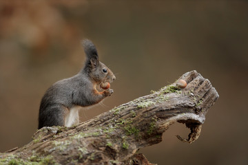 Tufty squirrel
