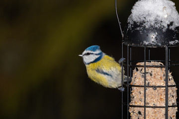 Very beautiful Blue Tit feeds on the tallow.