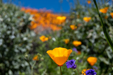 Southern California Poppy Bloom is a rare occurance. When this bloom happens it fills the hillsides with colors
