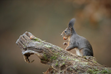 A red squirrel with slightly darker fur