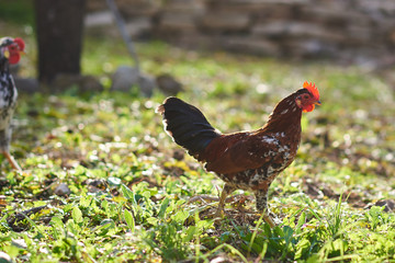 Free hens in a green grass field.