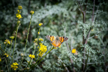 Monarch Butterly landing on plant