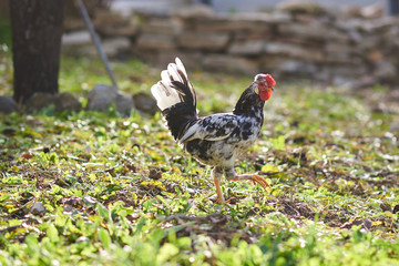 Free hens in a green grass field.