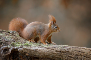 Foraging red squirrel