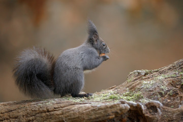 European squirrel