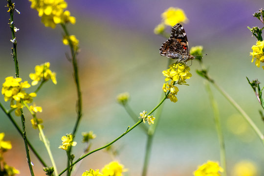 Monarch Butterly Landing On Plant