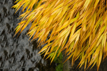 yellow bamboo leaves decoration japanese garden style. black brick background in botanic