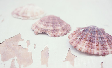 sea shells on the white background