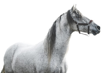 Andalusian horse with white background 