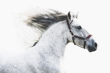 Andalusian horse running with manes with white background 
