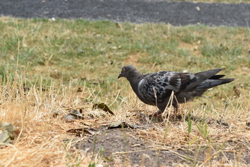 pidgeon
