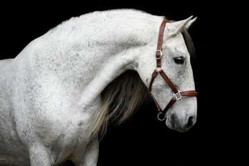 Andalusian horse with leather halter with black background 