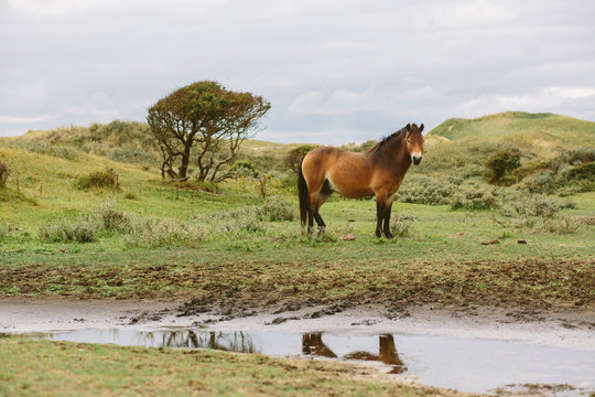 Netherlands, Bergen aan Zee, Horse standing in dunes