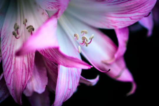 Detail of a garden flower, Lilium spp.