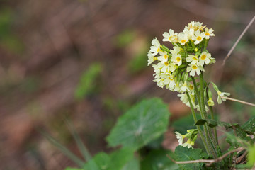 fiori nel bosco