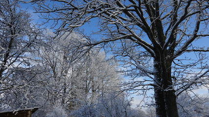 Trees and blue sky in winter.