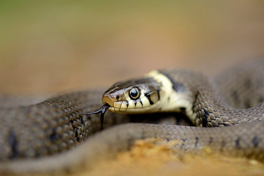 Portrait of European grass snake, Natrix natrix