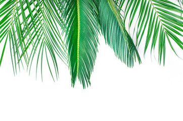 Three branches of palm trees on a white background.