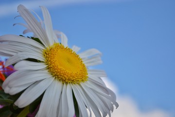 big daisy flower looks in the blue sky. Natural background for the computer screen of a tablet, smartphone, website, poster.  place for text.