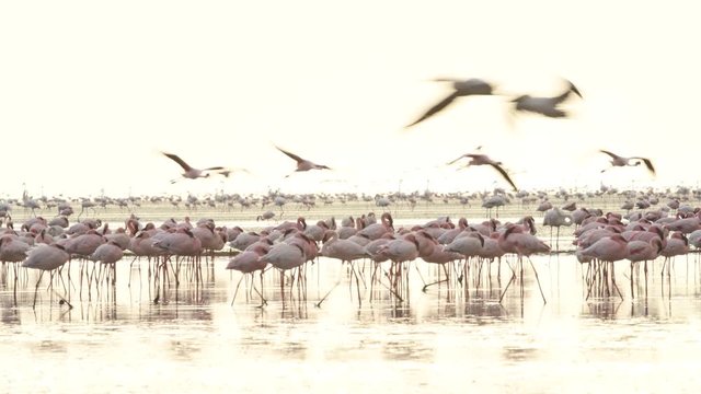 Colony of Flamingos. Dawn on Natron lake. Lesser Flamingo Scientific name: Phoenicoparrus minor. Tanzania, Africa 4k