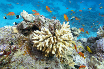 Colorful coral reef at the bottom of tropical sea, hard corals and anthias fishes, underwater landscape