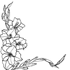 Art sketching of gladiolus flowers on a white background. Design of posters, paintings, postcards, textiles, fabrics, wallpapers, packaging.
