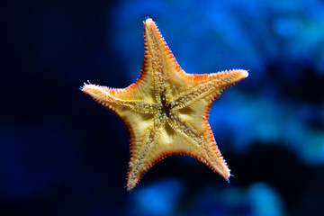 Stern 