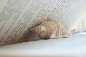 sea shell on the book background