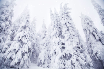 Fototapeta na wymiar winter wonderland snowy fir trees landscape