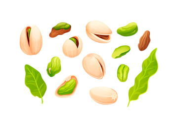 Pistachios nut set. Vector nuts isolated on white