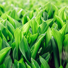 Obraz premium Young lilies of the valley in the spring garden