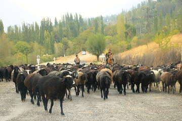 Goats herd in the middle of the road