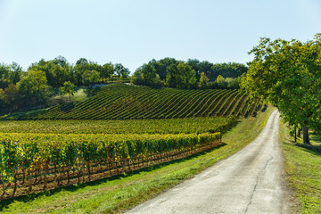 Fototapeta na wymiar paved road among vineyards in France