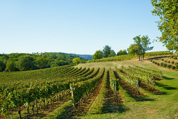 Fototapeta na wymiar vineyard in the sunset sunshine in France