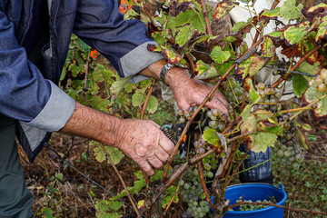 récolte de raisin, gros plan