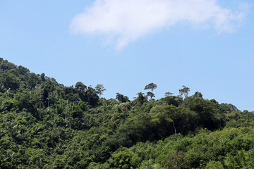 Obraz premium Rainforest in the mountains and blue sky with clouds. Evergreen trees in jungles of Thailand