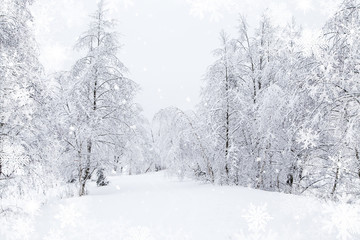 winter wonderland snowy fir trees landscape