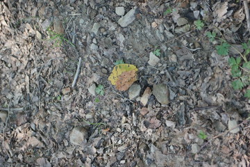 moss on stone