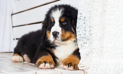 puppy watching breed of bernese mountain dog