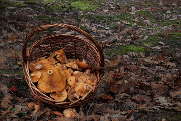 Fresh autumn mushrooms on a basket in the countryside.Freshly picked gourmet mushroom.
