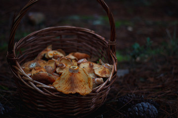 Fresh autumn mushrooms on a basket in the countryside.Freshly picked gourmet mushroom.